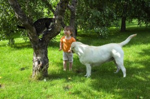 Facebook - Dogs, Cats, Childresn